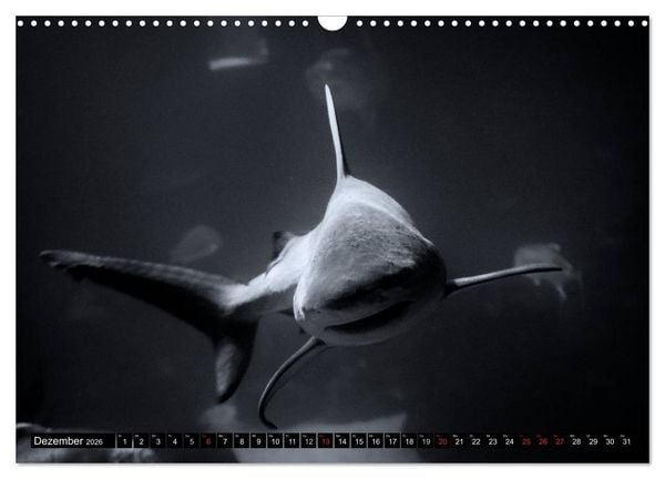 Produktbild: Meerestiere Bilder in Schwarz Weiss (Wandkalender 2026 DIN A3 quer), CALVENDO Monatskalender