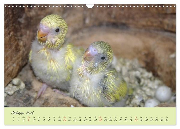 Produktbild: Wellensittiche - Gefiederte Freunde (Wandkalender 2026 DIN A3 quer), CALVENDO Monatskalender