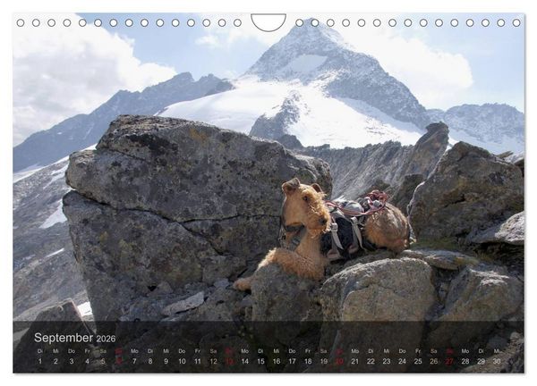 Produktbild: Der Bergdale - mit Hund im Hochgebirge (Wandkalender 2026 DIN A4 quer), CALVENDO Monatskalender