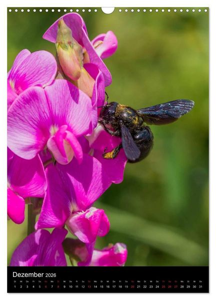 Produktbild: Bienen (Wandkalender 2026 DIN A3 hoch), CALVENDO Monatskalender