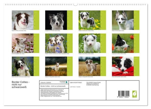 Produktbild: Border Collies - nicht nur schwarzwei&szlig; (hochwertiger Premium Wandkalender 2026 DIN A2 quer), Kunstdruck in Hochglanz
