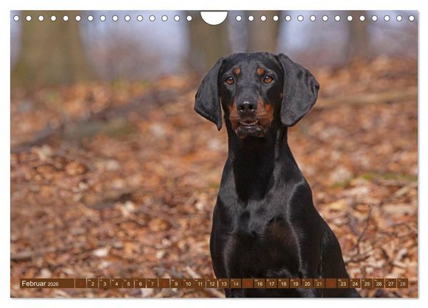 Produktbild: Brandlbracken (Wandkalender 2026 DIN A4 quer), CALVENDO Monatskalender