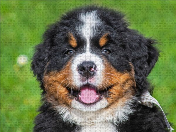 Produktbild: CALVENDO Puzzle Neugieriger Frechdachs | 1000 Teile Lege-Gr&ouml;&szlig;e 64x48cm Foto-Puzzle f&uuml;r gl&uuml;ckliche Stunden