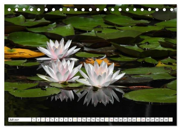 Produktbild: 12 Monate Natur (Tischkalender 2027 DIN A5 quer), CALVENDO Monatskalender