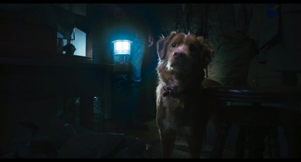 Produktbild: Good Boy - Trust his instincts
