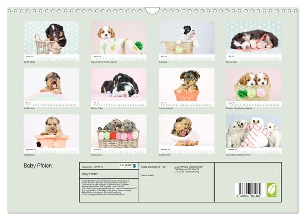 Produktbild: Baby Pfoten (Wandkalender 2026 DIN A3 quer), CALVENDO Monatskalender