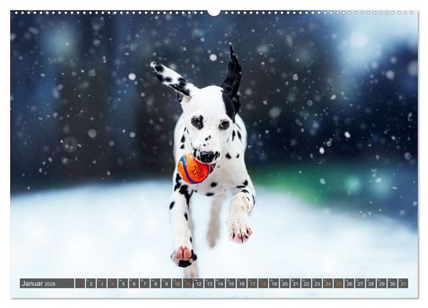 Produktbild: bunte Tierfotografie an Land und im Wasser (hochwertiger Premium Wandkalender 2026 DIN A2 quer), Kunstdruck in Hochglanz