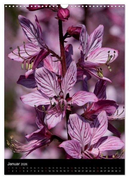 Produktbild: Seltene Wildblumen (Wandkalender 2026 DIN A3 hoch), CALVENDO Monatskalender