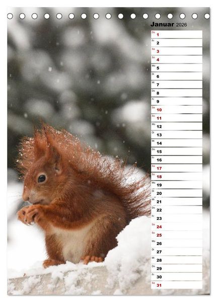 Produktbild: Eichh&ouml;rnchen - kleine Tiere, gro&szlig;e Liebe (Tischkalender 2026 DIN A5 hoch), CALVENDO Monatskalender