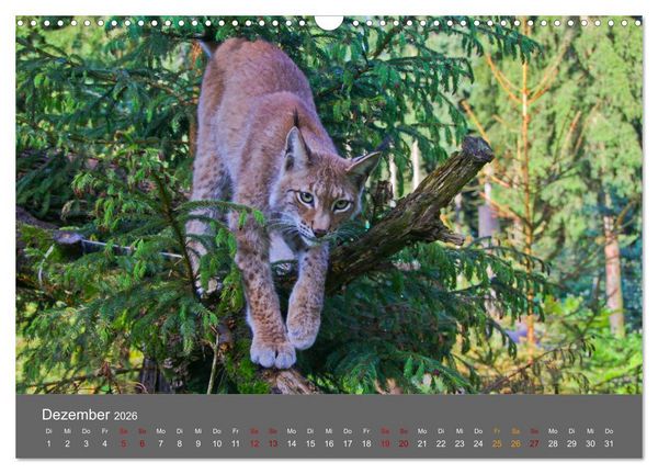 Produktbild: Der Luchs - Hochbeinig, Pinselohren, Backenbart (Wandkalender 2026 DIN A3 quer), CALVENDO Monatskalender