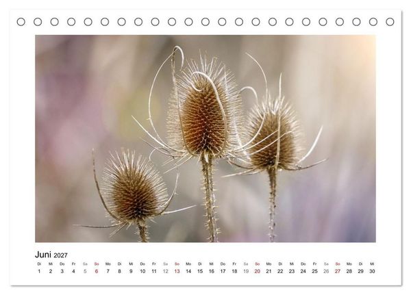 Produktbild: Zauber verg&auml;nglicher Bl&uuml;ten (Tischkalender 2027 DIN A5 quer), CALVENDO Monatskalender