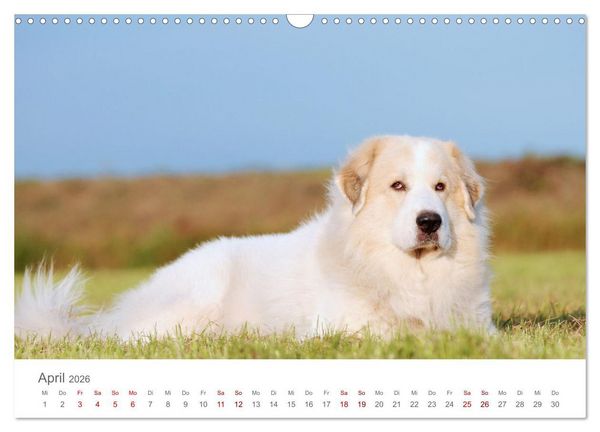 Produktbild: Pyren&auml;enberghunde (Wandkalender 2026 DIN A3 quer), CALVENDO Monatskalender
