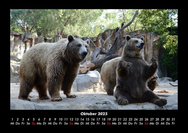 Produktbild: Tierkalender 2025 Fotokalender DIN A3