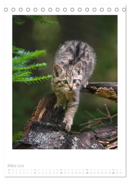 Produktbild: Wildkatzen - Kleine Samtpfoten des Waldes (Tischkalender 2026 DIN A5 hoch), CALVENDO Monatskalender