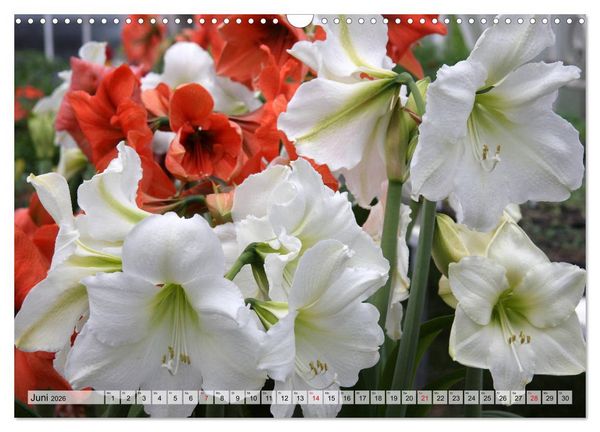 Produktbild: Amaryllis-Bl&uuml;ten (Wandkalender 2026 DIN A3 quer), CALVENDO Monatskalender