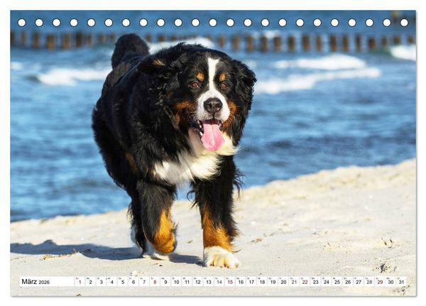 Produktbild: Faszinierende Sch&ouml;nheit Berner Sennenhund (Tischkalender 2026 DIN A5 quer), CALVENDO Monatskalender