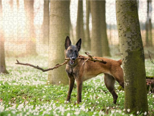 Produktbild: CALVENDO Puzzle Ein Motiv aus dem Kalender Malinois - Belgische Energieb&uuml;ndel | 1000 Teile Lege-Gr&ouml;&szlig;e 64x48cm Foto-Puzzle f&uuml;r gl&uuml;ckliche Stunden