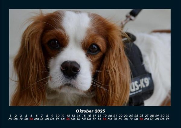 Produktbild: Welt der Tiere 2025 Fotokalender DIN A4