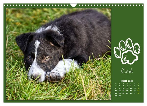 Produktbild: Border collie puppies (Calendrier mural 2026 DIN A3 vertical), CALVENDO calendrier mensuel