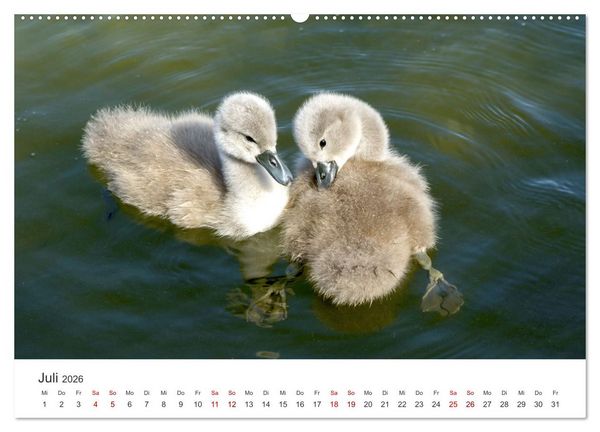 Produktbild: Schw&auml;ne - Prachtvolle Federkleider. (hochwertiger Premium Wandkalender 2026 DIN A2 quer), Kunstdruck in Hochglanz