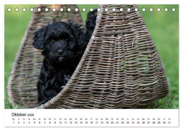 Produktbild: Maltipoo Welpen (Tischkalender 2026 DIN A5 quer), CALVENDO Monatskalender