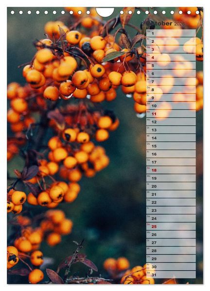 Produktbild: Kalender - Natur im Detail (Wandkalender 2026 DIN A4 hoch), CALVENDO Monatskalender