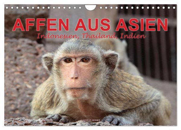Produktbild: AFFEN AUS ASIEN Indonesien, Thailand, Indien (Wandkalender 2026 DIN A4 quer), CALVENDO Monatskalender
