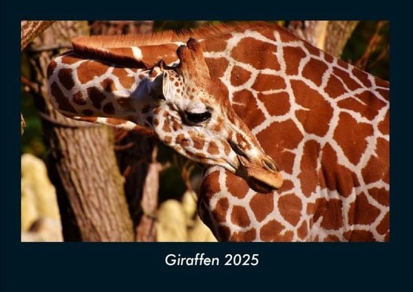 Produktbild: Giraffen 2025 Fotokalender DIN A4