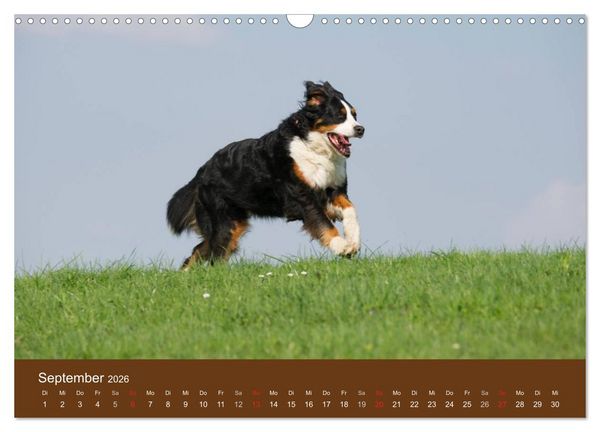 Produktbild: Berner Sennenhunde (Wandkalender 2026 DIN A3 quer), CALVENDO Monatskalender