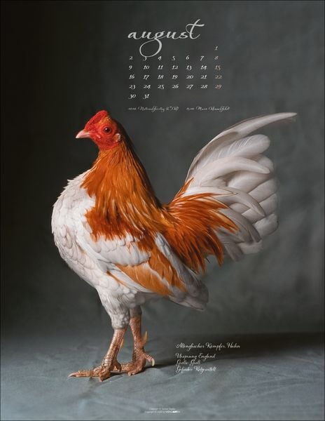 Produktbild: Pretty Chicks Kalender 2027