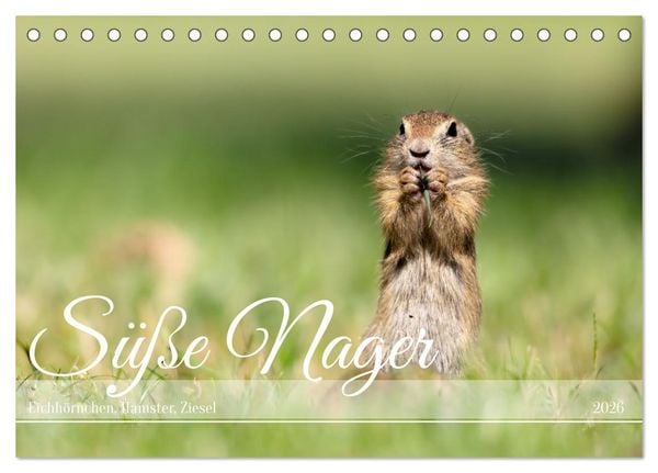 Produktbild: S&uuml;&szlig;e Nager (Tischkalender 2026 DIN A5 quer), CALVENDO Monatskalender