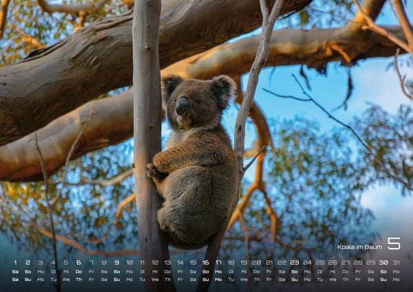 Produktbild: Australien - das Land der K&auml;ngurus - 2027 - Kalender DIN A2