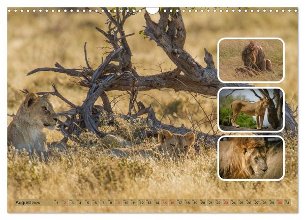 Produktbild: Raubkatzen - gro&szlig; & klein (Wandkalender 2026 DIN A3 quer), CALVENDO Monatskalender