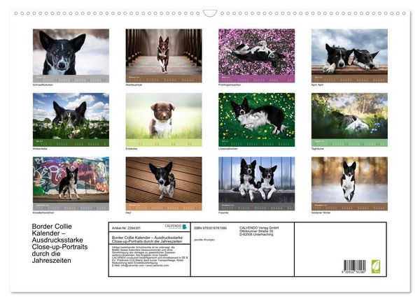 Produktbild: Border Collie Kalender &ndash; Ausdrucksstarke Close-up-Portraits durch die Jahreszeiten (Wandkalender 2027 DIN A2 quer), CALVENDO Monatskalender