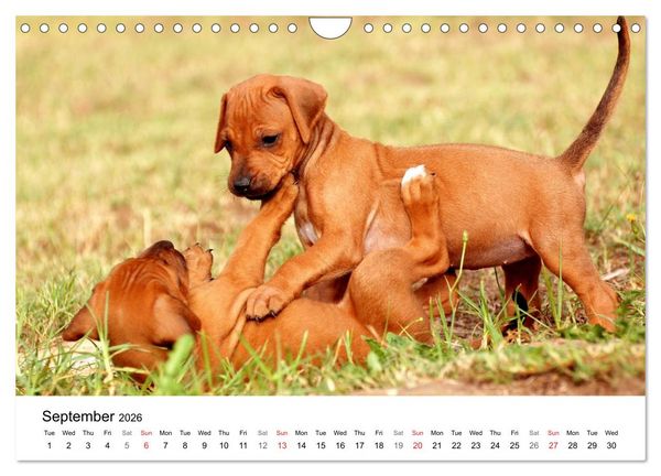 Produktbild: Rhodesian Ridgeback Puppies (Wall Calendar 2026 DIN A4 landscape), CALVENDO 12 Month Wall Calendar