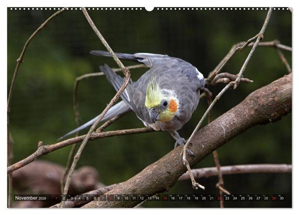 Produktbild: Nymphensittiche (hochwertiger Premium Wandkalender 2026 DIN A2 quer), Kunstdruck in Hochglanz