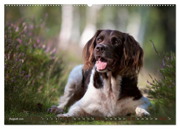 Produktbild: Passion Jagdhund - Kleiner M&uuml;nsterl&auml;nder (Wandkalender 2026 DIN A2 quer), CALVENDO Monatskalender