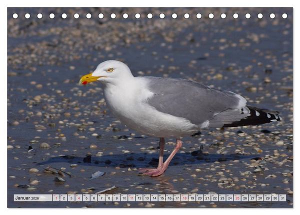 Produktbild: Nordseeinsel Amrum (Tischkalender 2026 DIN A5 quer), CALVENDO Monatskalender