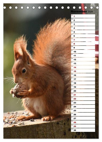 Produktbild: Eichh&ouml;rnchen - kleine Tiere, gro&szlig;e Liebe (Tischkalender 2026 DIN A5 hoch), CALVENDO Monatskalender