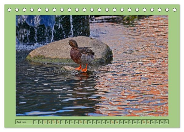 Produktbild: Faszination Stadtpark Odense (Tischkalender 2026 DIN A5 quer), CALVENDO Monatskalender