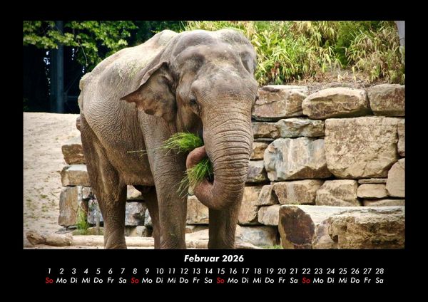 Produktbild: Elefanten - Die sanften Riesen Afrikas 2026 Fotokalender DIN A3