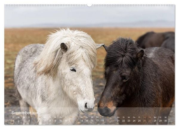 Produktbild: Islandpferde - Der T&ouml;lt Kalender (Wandkalender 2026 DIN A2 quer), CALVENDO Monatskalender