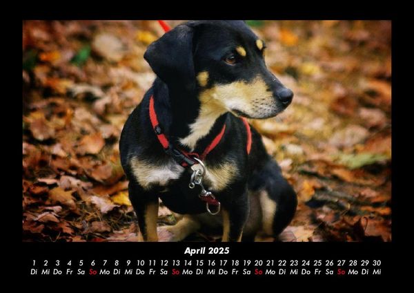 Produktbild: Hunde 2025 Fotokalender DIN A3
