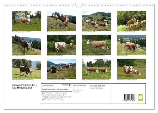 Produktbild: Schwarzwald-K&uuml;he - Die Hinterw&auml;lder (Wandkalender 2026 DIN A3 quer), CALVENDO Monatskalender