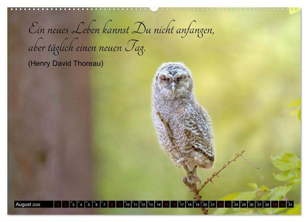 Produktbild: der Waldkauz - Strix Aluco (hochwertiger Premium Wandkalender 2026 DIN A2 quer), Kunstdruck in Hochglanz