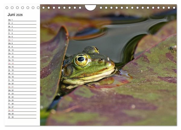 Produktbild: Amphibien und Reptilien (Wandkalender 2026 DIN A4 quer), CALVENDO Monatskalender