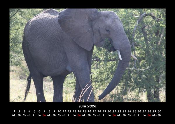 Produktbild: Elefanten - Die sanften Riesen Afrikas 2026 Fotokalender DIN A3