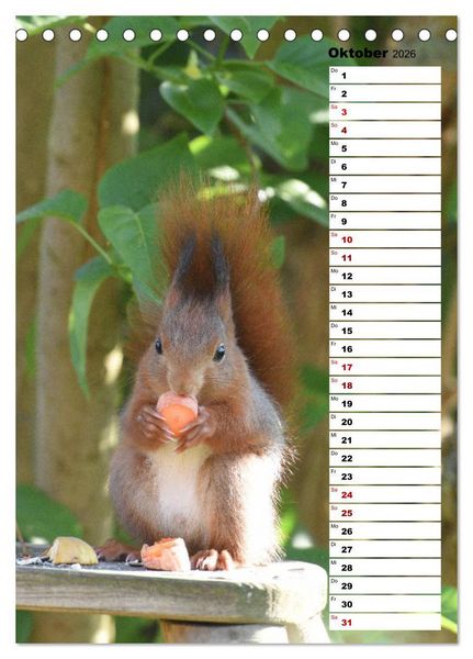 Produktbild: Eichh&ouml;rnchen - kleine Tiere, gro&szlig;e Liebe (Tischkalender 2026 DIN A5 hoch), CALVENDO Monatskalender