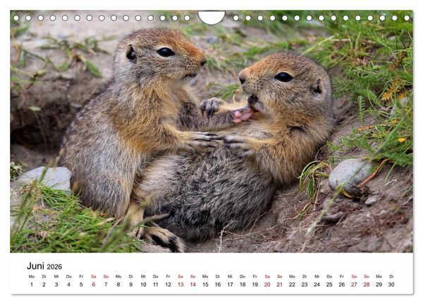 Produktbild: Alaska und West-Kanada (Wandkalender 2026 DIN A4 quer), CALVENDO Monatskalender