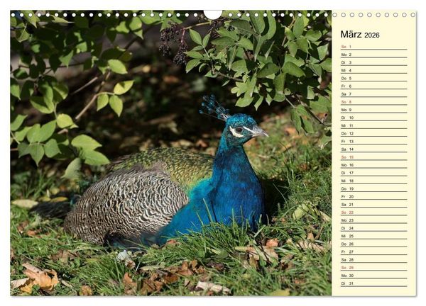 Produktbild: Pfaue. Pr&auml;chtig und schillernd (Wandkalender 2026 DIN A3 quer), CALVENDO Monatskalender